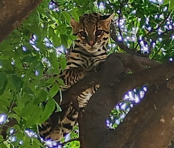 Jaguatirica é resgatada em condomínio de Uberlândia e encaminhada para reabilitação